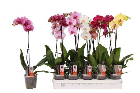 Phal 1st Mix Branched 9+ (by-5)