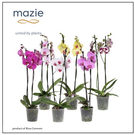 Phal 2st Mix 14+ (maarel)