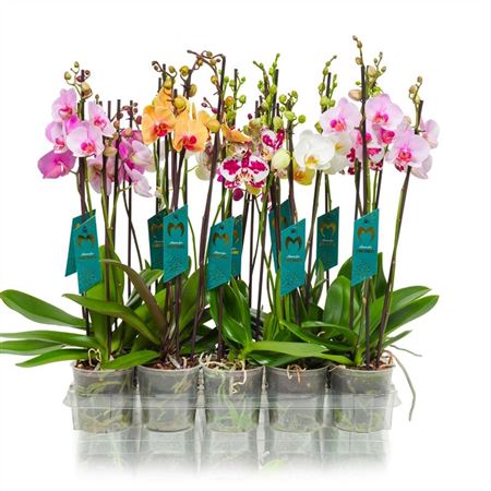 Phal 3st Mix 14+ (maarel)