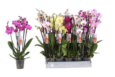 Phal 5st 5 Color Mix 30+ (vijverberg)