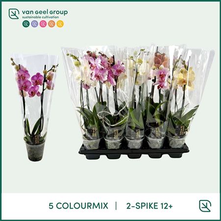 Phal 2st A2 Mix 12+ (van Geel)