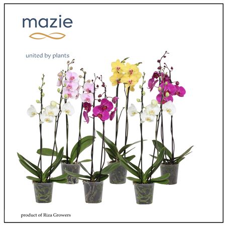 Phal 2st Mix 16+ ( Maarel )