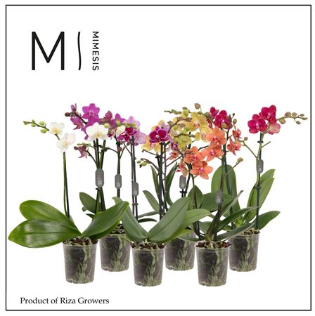 Phal 2st Mix 16+ (mimesis)