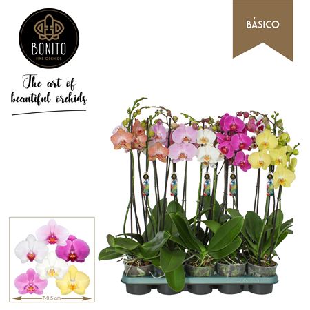 Phal 2st Basico Mix 12+ (bonito)