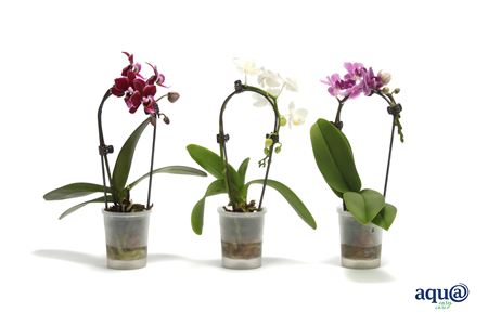 Phal Mini 1st Tiny Dolls Cascade Mix 7+ (vg)