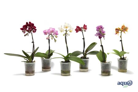 Phal Mini 1st Tiny Dolls Mix 7+ Aqua (vg)