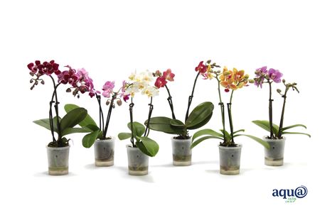 Phal 2st Tiny Dolls Mix 10+ Aqua (vg)