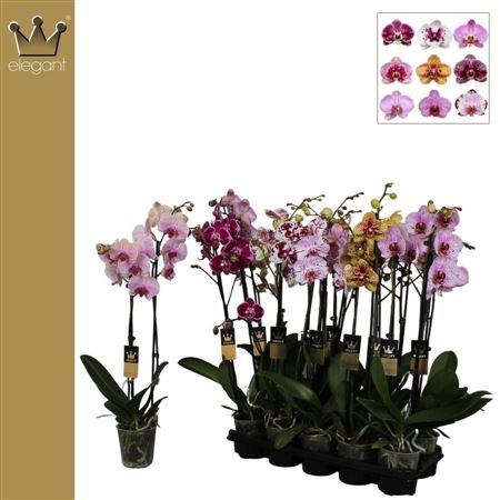 Phal 2st Mix Taiwan 16+ (bernhard)