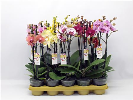Phal 2st Mix 16+ (phalaenova)