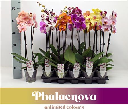 Phal 2st Basic Mix 12+ (phalaenova)