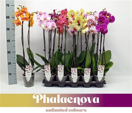 Phal 2st Basic Mix 12+ (phalaenova)