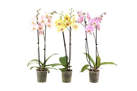 Phal 2st Mix 18+ (vg)