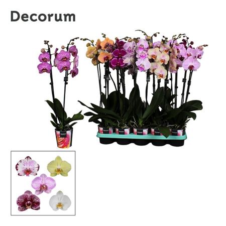 Phal 2st Mix 18+ Decorum (bernhard)