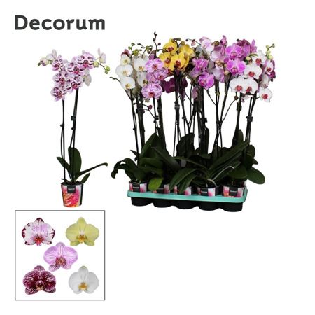 Phal 2st Mix 18+ Decorum (bernhard)