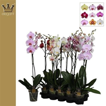 Phal 1st Mix 9+ (bernhard)