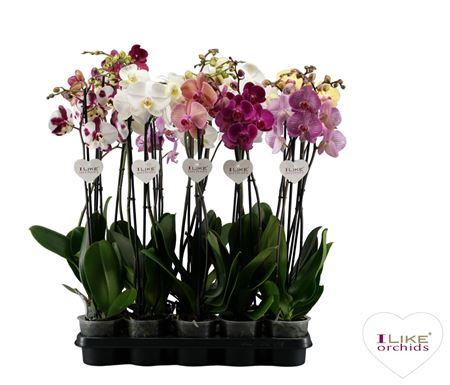 Phal 2st Mix 18+ (levo)