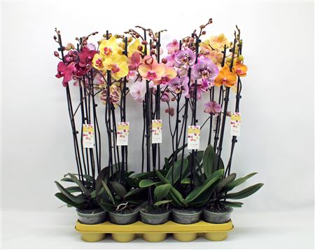 Phal 2st Mix 16+ (phalaenova)