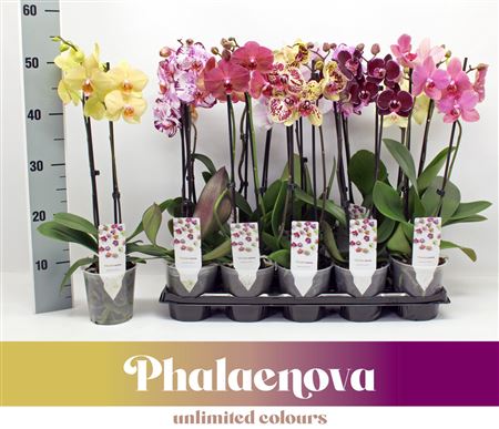 Phal 2st Mix 12+ (phalaenova)
