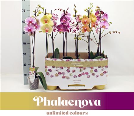 Phal 1st Taiwan Mix 9+ (phalaenova)