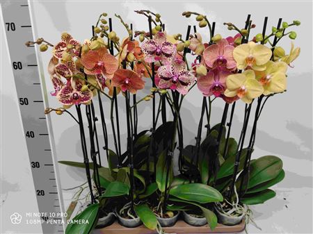 Phal 2st Orange/yellow Mix 18+ (phalaenova)