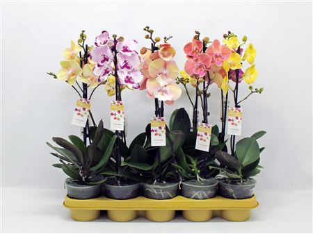 Phal 1st Mix 6+ (phalaenova)