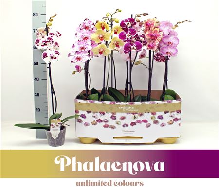 Phal 1st Taiwan Mix 9+ (phalaenova)