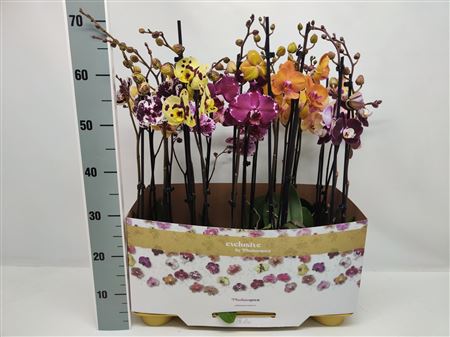 Phal 2st Taiwan Mix 18+ (phalaenova)