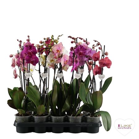 Phal 2st Multi Pink (levo)
