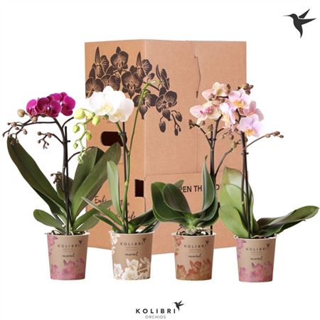 Phal 1st Kolibri Orchids Mix 10+ No Sleeve (ok)