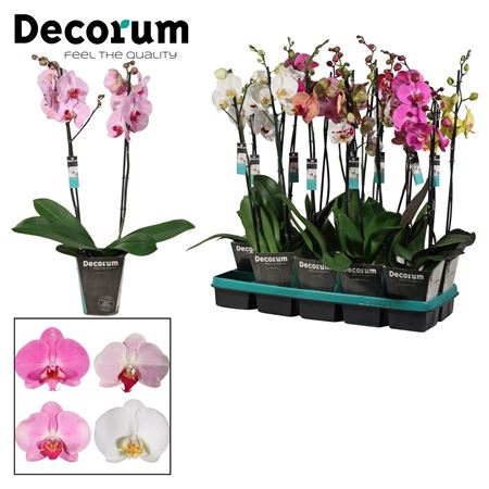 Phal 2st Mix 18+ Xxl (duijn-hove)