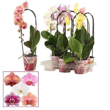 Phal Cascade 1st Shortie Mix (сценза)