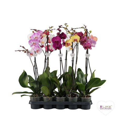 Phal 1st Mix 9+ (levo)