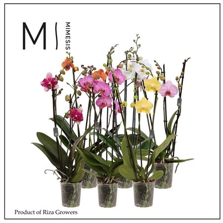 Phal 3st Mix 20+ (mimesis)