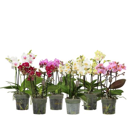 Phal Flora P12 Микс 3-5 Шипов