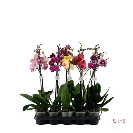 Phal 1st Dark Mix 6+ (levo)