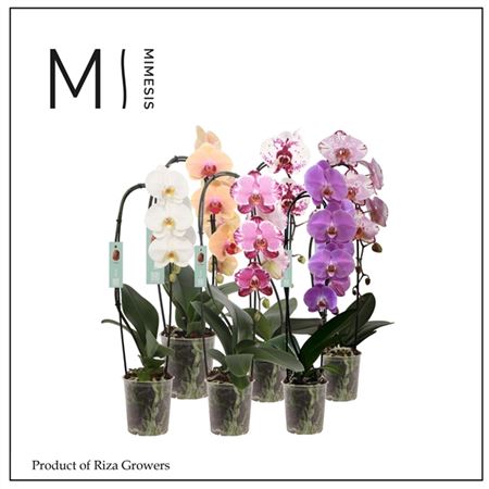Phal 1st Flow Mix 6+ (mimesis)