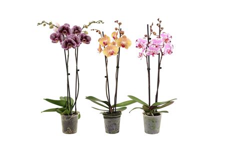 Phal 2st Special Mix 14+ (vg)