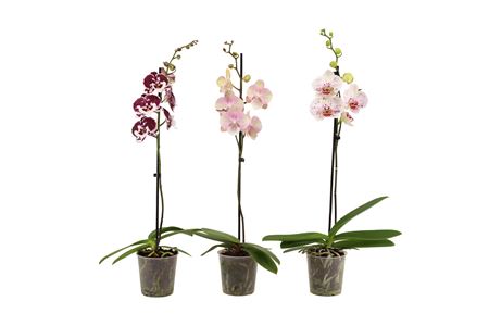 Phal 1st Special Mix 9+ (vg)