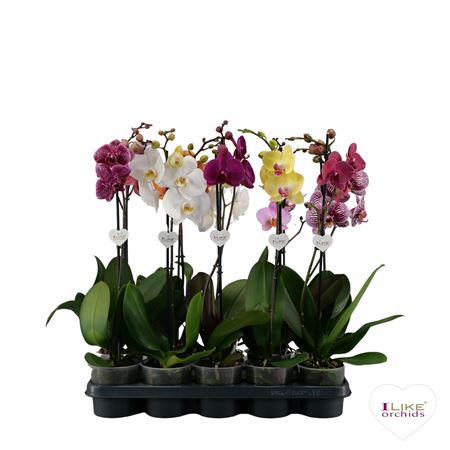 Phal 1st Mix 9/12+ (levo)