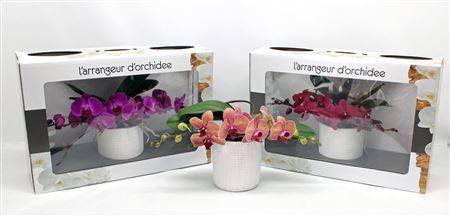 Phal L'arrangeur D'orchidee Mix (phalaenova)