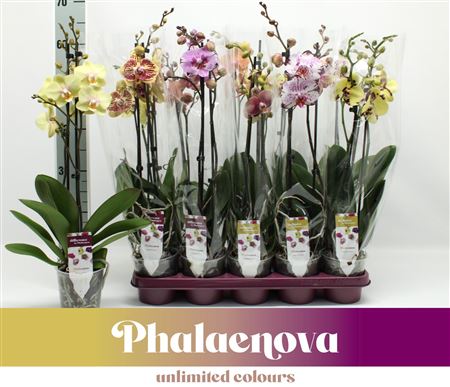 Phal 2st Taiwan Mix 16+ (phalaenova).