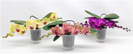 Phal 2st Table Mix (phalaenova)