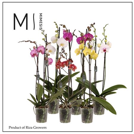 Phal 2st Mix Xxxl (mimensis)