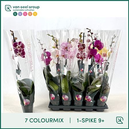 Phal 1st Mix 9+ (van Geel)