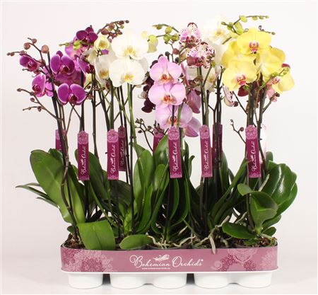 Phal 2st Mix 15+ (пико)