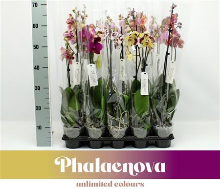 Phal 2st Mx 12+ (phalaenova)