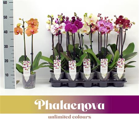 Phal 2st Budget Mix 12+ (phalaenova)