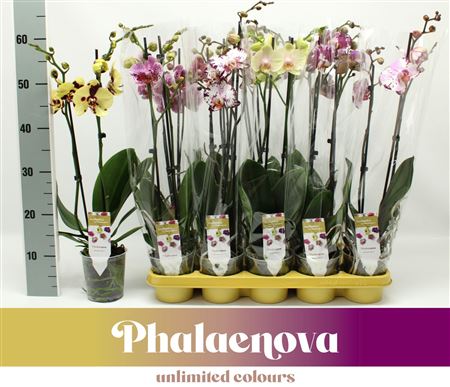 Phal 2st Exclusieve Mix 18+ (phalaenova)