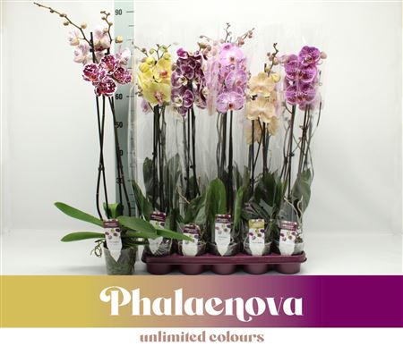 Phal 2st Taiwan Mix 16+ (phalaenova).