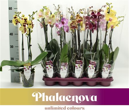 Phal 2st Taiwan Mix 18+ (phalaenova)